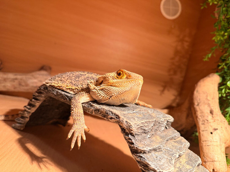 loving bearded dragon