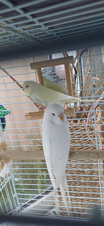 Pair of baby cocks