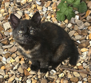 BEAUTIFUL GIRL KITTEN