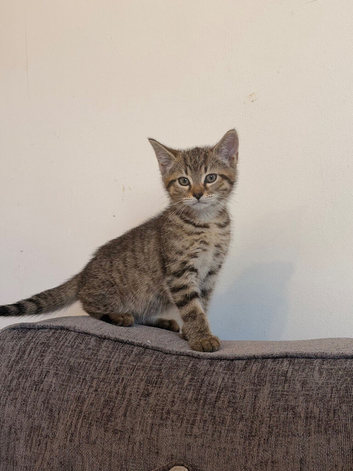 Boy kitten