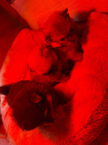 4 beautiful pups looking for their forever home
