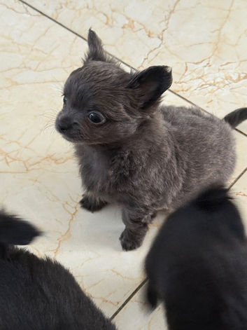Long haired chihuahua pups