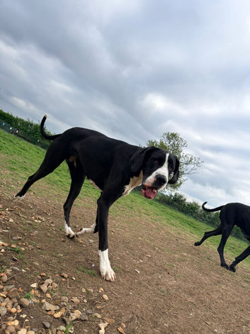 Beautiful KC Reg 16-Month F Mantle Great Dane