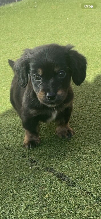 Boy dachshund cross for sale