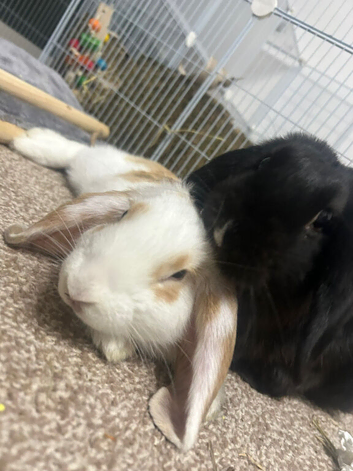 Smudge & Bambi &ndash; bonded indoor pair looking for their forever home ️