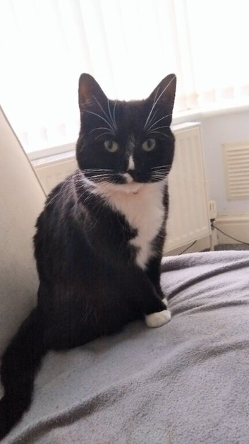 Tuxedo female cat for rehoming