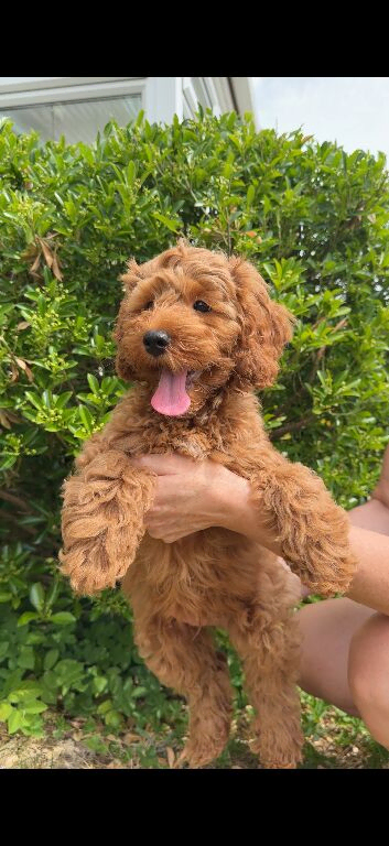 CAVAPOO PUPPIES READY NOW &ndash; FAMILY RAISED