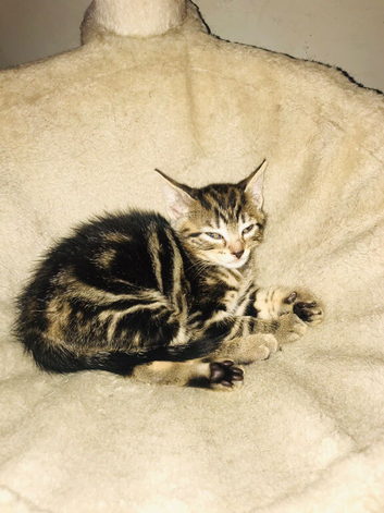 3 Beautiful girl kittens looking for forever homes
