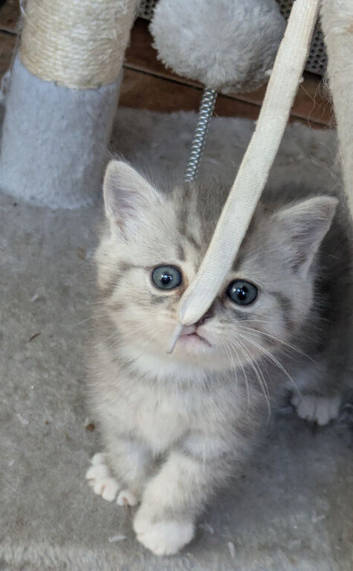 BRITISH SHORTHAIR CROSS CHINCHILLA PERSIAN PUREBRED KITTENS