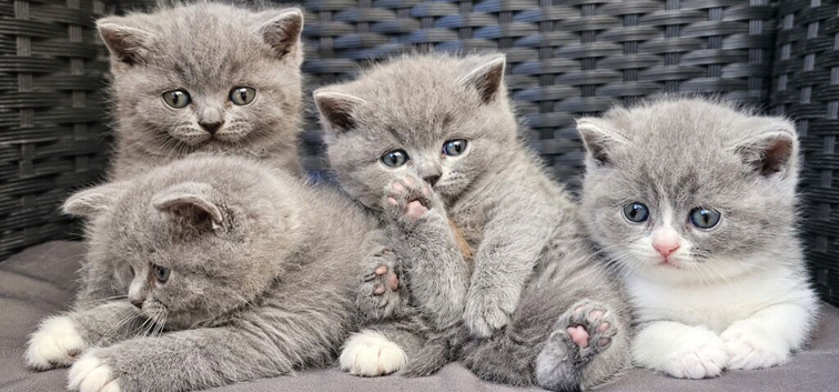 GCCF Registered British Shorthair Kittens