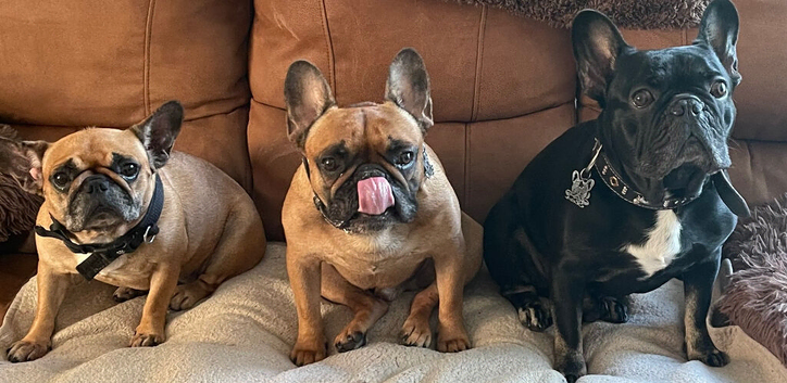 Red French bull dog