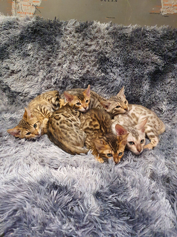 Stunning Pedigree Bengal Kittens.