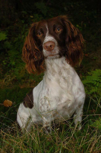 Looking for a springer spaniel age between 7months and a year old