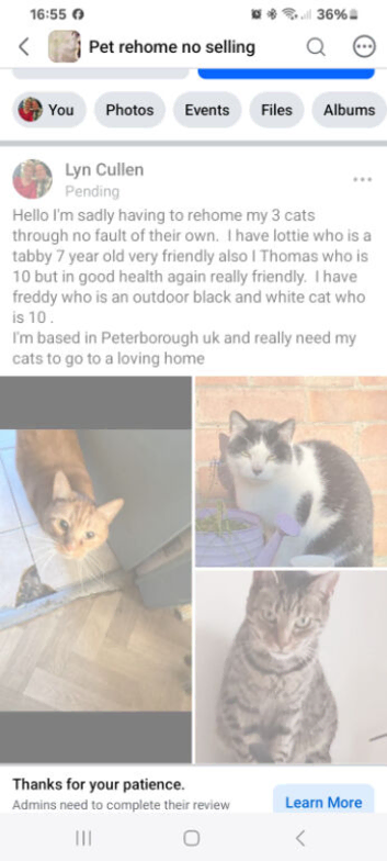 Rehoming my beautiful cat freddy
