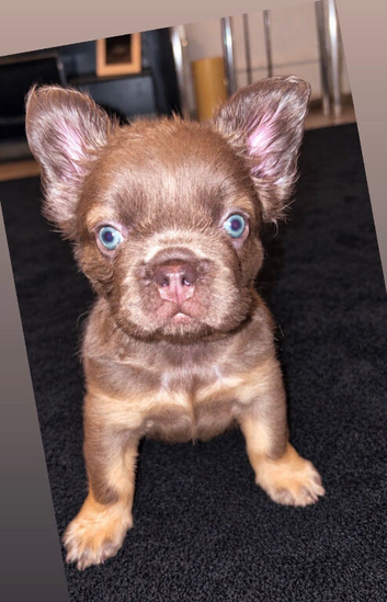 Fluffy French bulldog