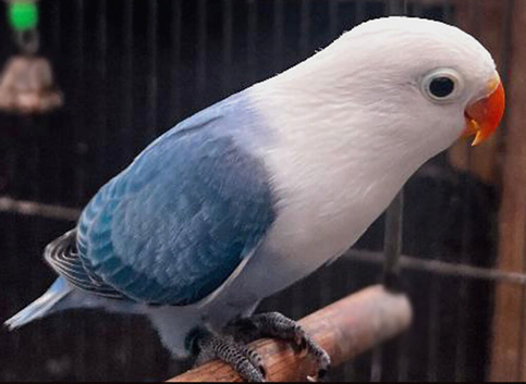 Pair of lovebirds