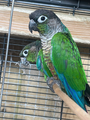 1 pair of green check conures