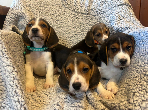 Stunning tri beagles