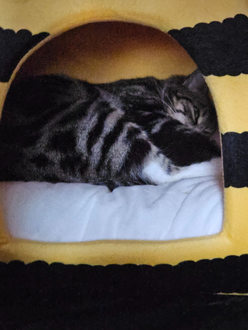 2 gorgeous male kittens