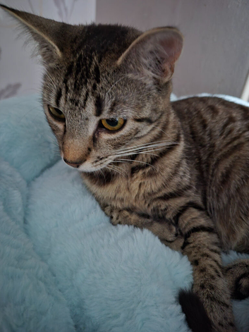 Beautiful Tabby Girl