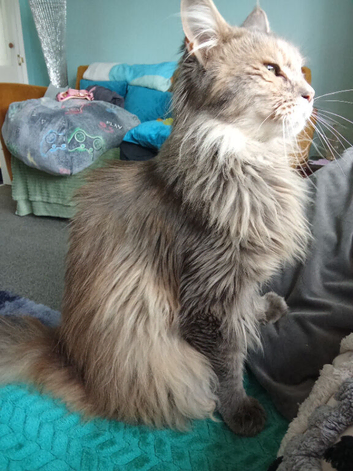 2 year old female Maine coon