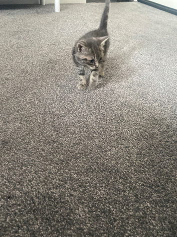 Kitten
