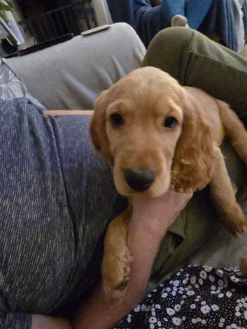 Show cocker spaniel