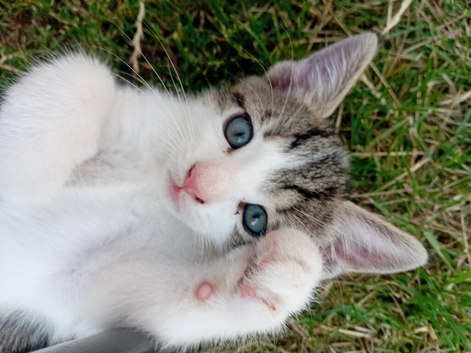 Last kitten, litter of 5