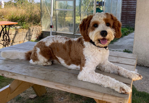 9 month Cavapoochon