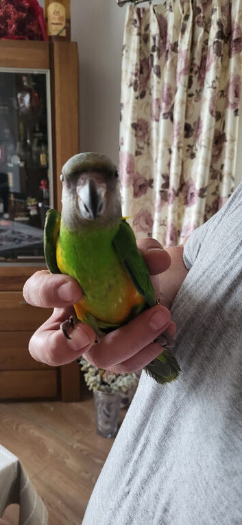 Baby senegale parrots