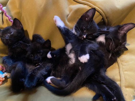 Kittens looking for new homes