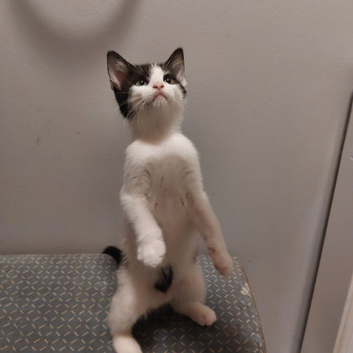 Male Kitten Boy Black White