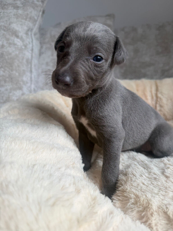 3 boys and 3 girl available. Whippet pups
