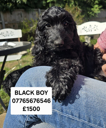 Beautiful F1 Cockapoo Puppies Ready to Go to Loving Homes Now Licenced Domestic Breeder