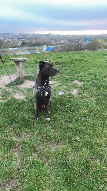 Zena