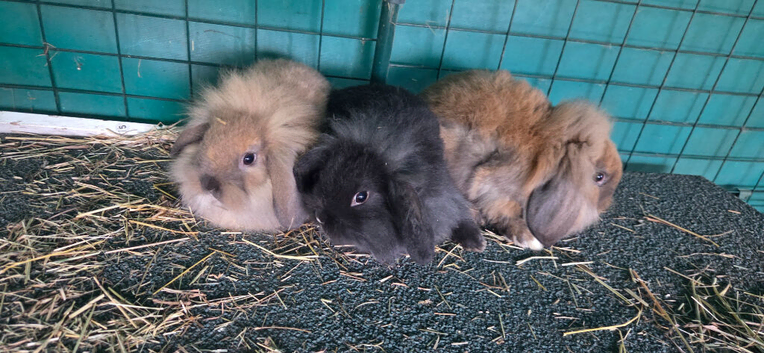 Bunny lionhead x mini lop