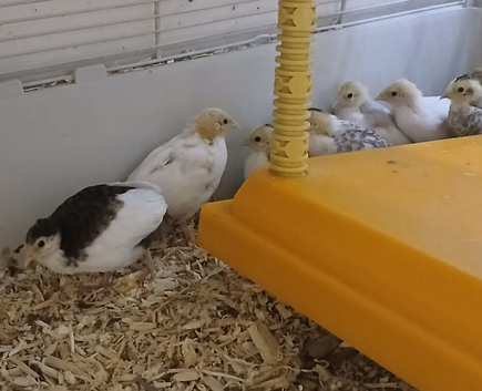 Chinese Painted (Button) Quail chicks