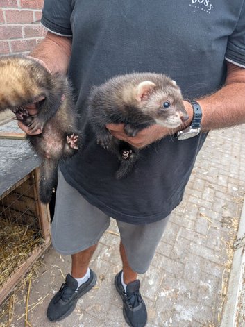 Ferrets for sale