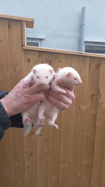 Ferrets