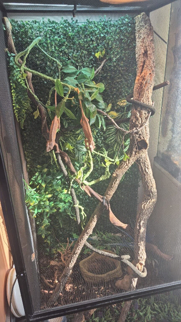 1 year old pantha chameleons x2