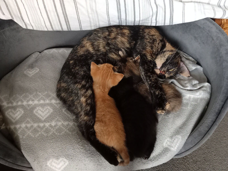 3 kittens Ready to go