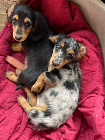Fabulous miniature longhaired dachshund puppies