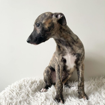 Whippet Puppies