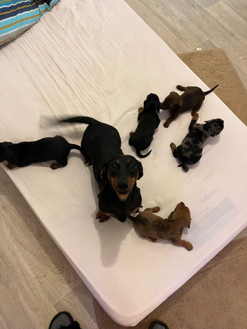 Miniature dachshund
