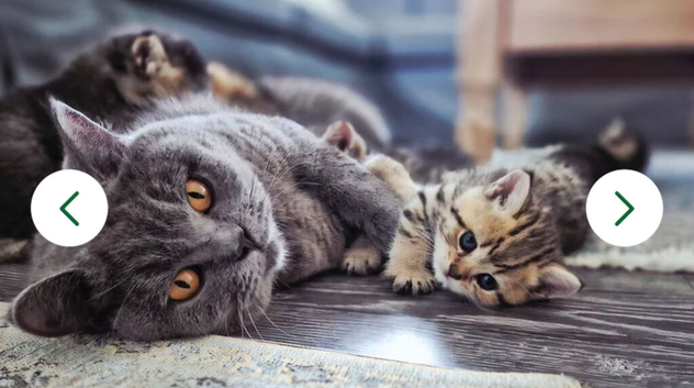 Champion bloodline, pedigree, health tested BSH kittens