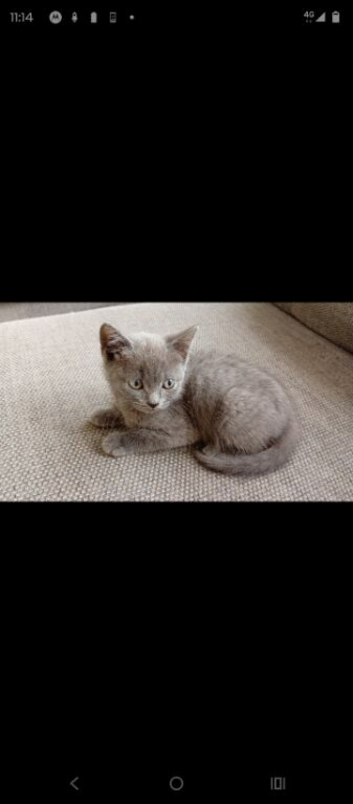 British short hair cross kittens