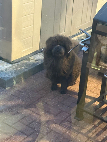 Female Chow