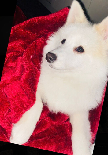 Pomsky for sale