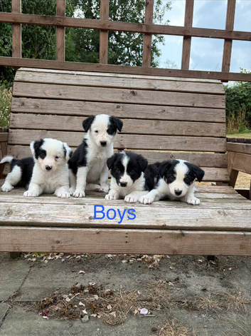 Border Collie puppies for sale