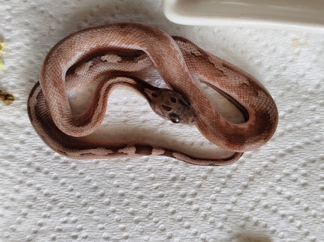 Extreme high white pied sided corn snakes cb26